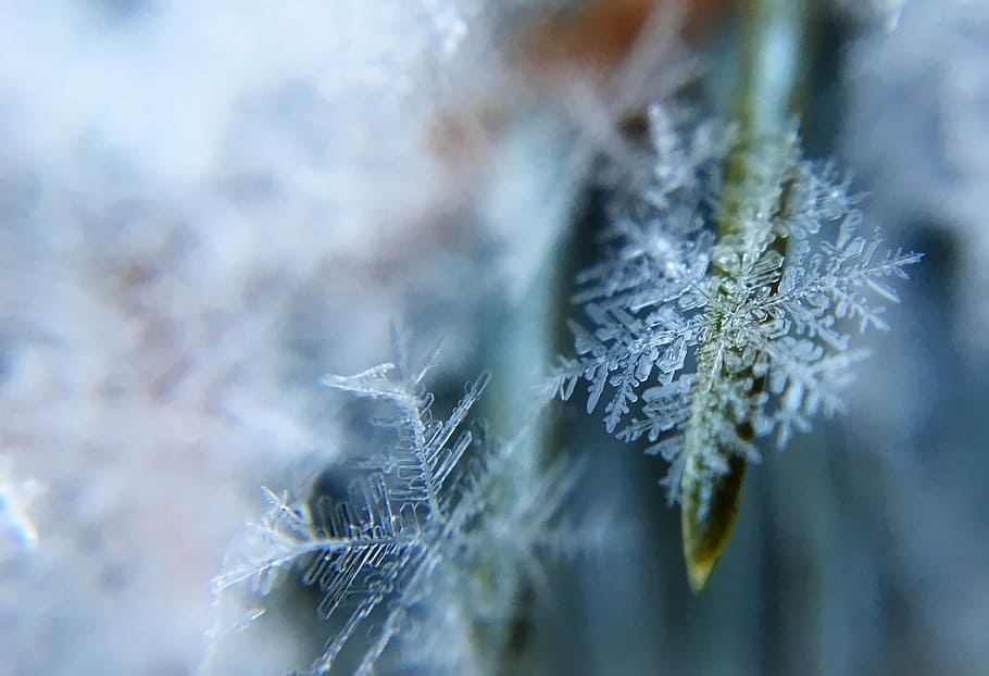 shallow focus photography of snow flakes, macro photography of snowflakes on leaves