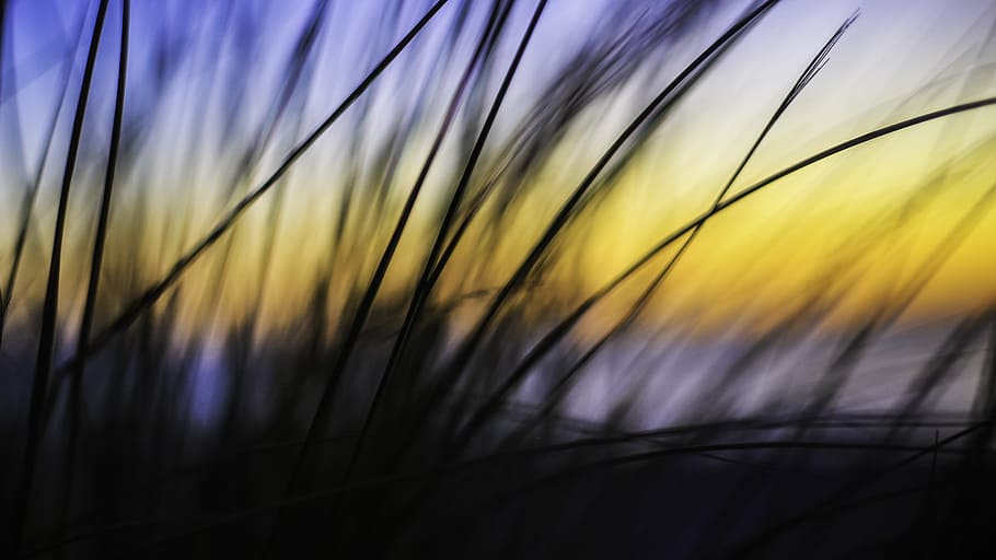 nature, grass, sway, light, shadows, silhouette, sky, gradient HD wallpaper
