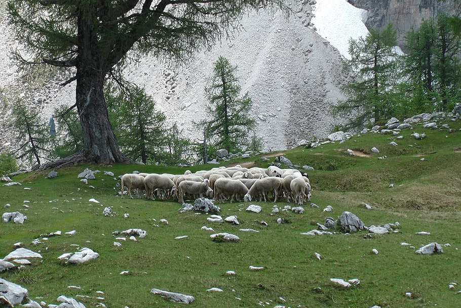 sheep, mountain, herd, plant, animal themes, mammal, livestock HD wallpaper