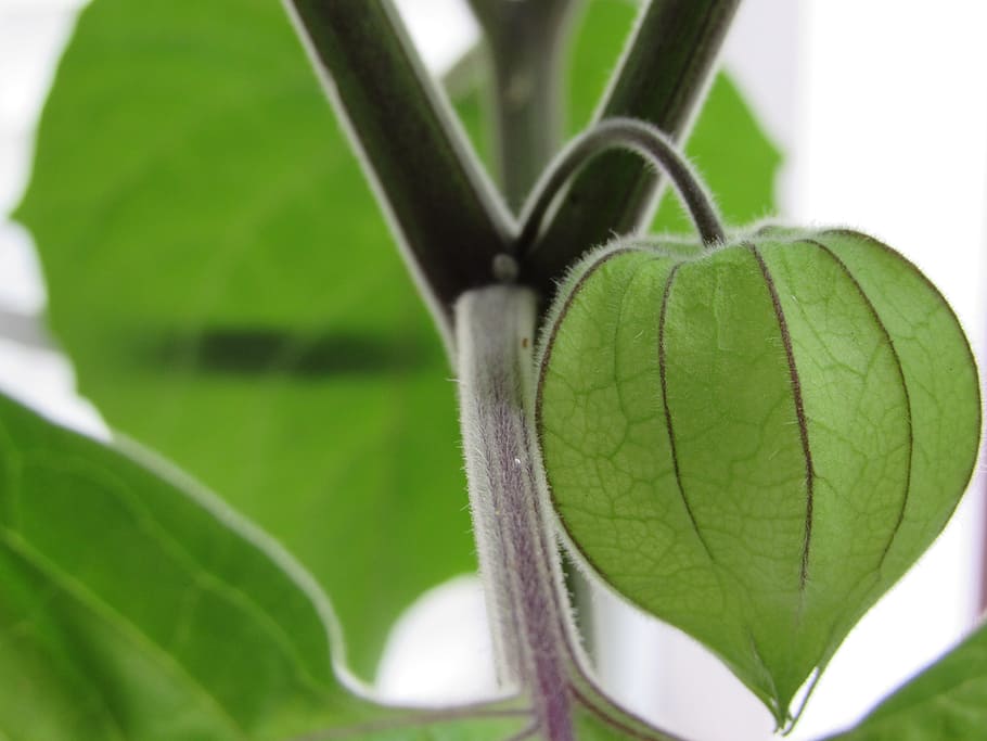 fruit green, healthy, physalis, leaf, plant part, close-up HD wallpaper
