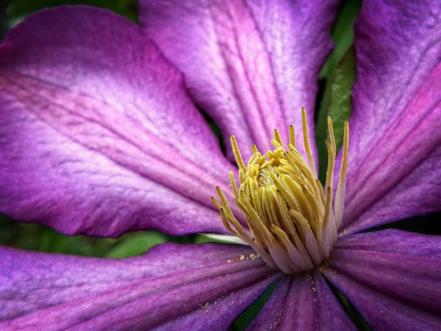 purple petaled flower, background, clematis, lila, purple flower HD wallpaper
