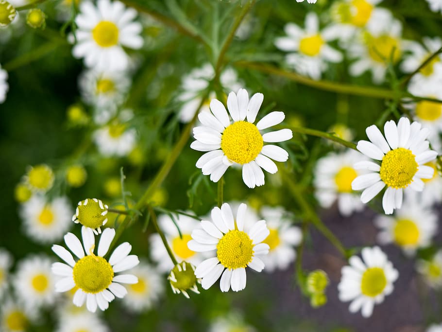 White and Yellow Flowers, blur, contrast, focus, green, Leaves HD wallpaper