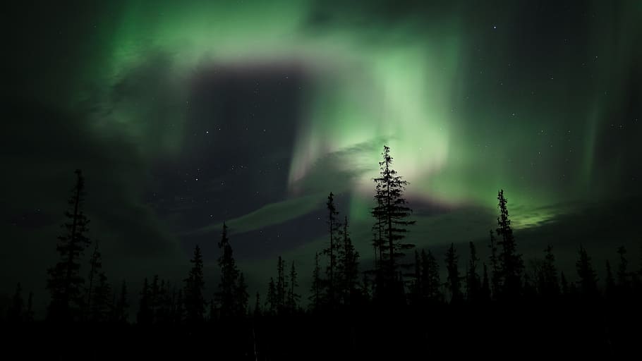 green pine trees, aurora, northern lights, forest, beauty in nature HD wallpaper