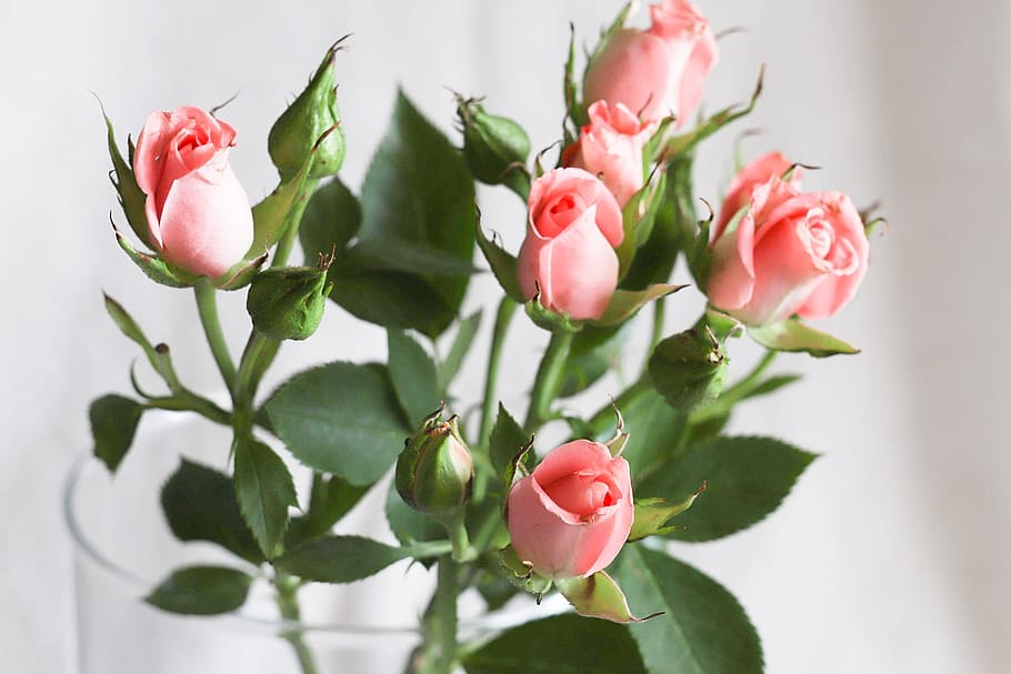 flower, sheet, plant, flowering plant, beauty in nature, freshness HD wallpaper