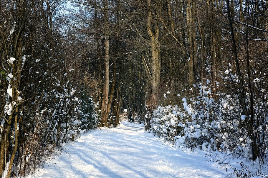 winter, snow, forest, away, trees, wintry, winter forest, snowy HD wallpaper