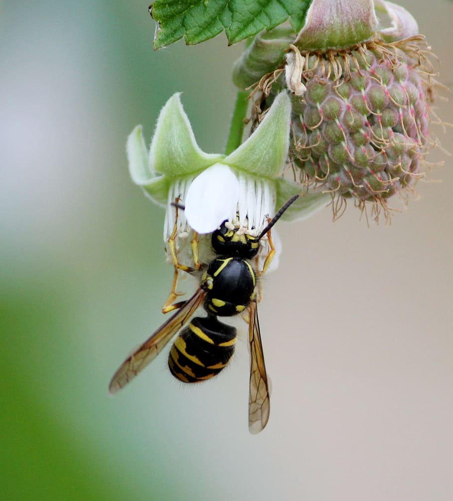 Bee, Bumblebee, Wasp, Flower, sting, spring, bees, flight, raspberry, HD wallpaper