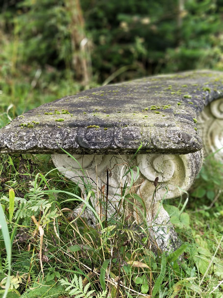 bench, have, ro, plant, growth, land, mushroom, nature, close-up HD wallpaper