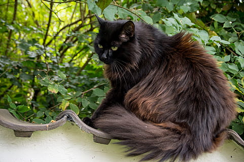 long-coated brown cat during daytime, thick, fluffy, thick cat HD wallpaper