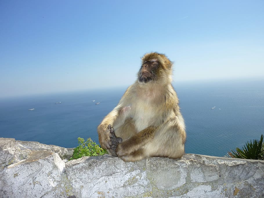 monkey, gibraltar, monkey mountain, self confidence, animal themes HD wallpaper