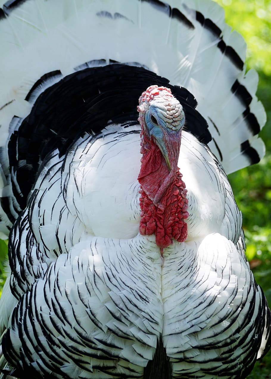 white and black turkey, bird, animal world, plumage, pheasant-like, HD wallpaper