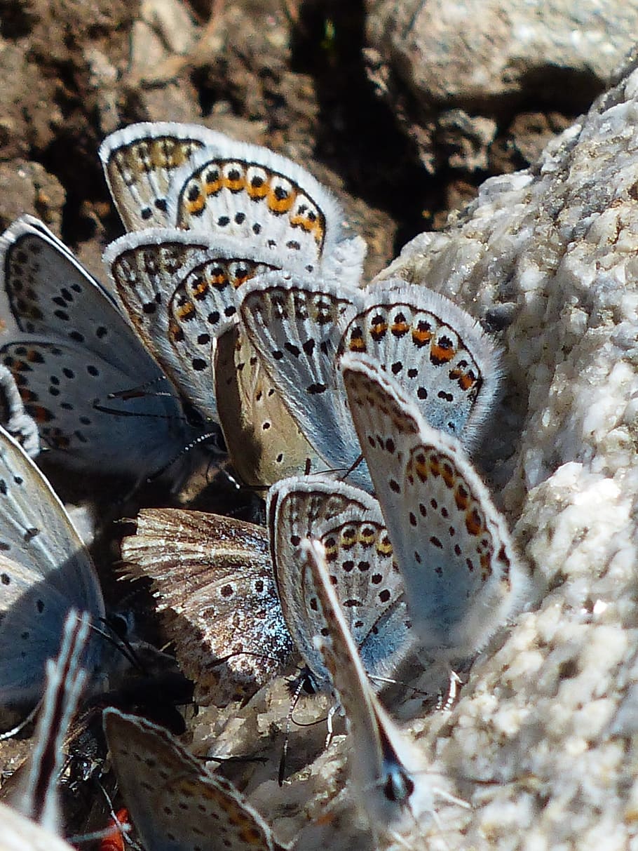 butterflies, restharrow's blue, polyommatus icarus, common blue, HD wallpaper