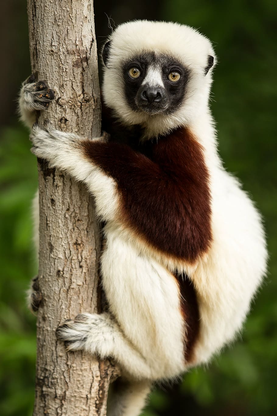animal holding on tree trunk, lemur, coquerel's sifaka, madagascar, HD wallpaper