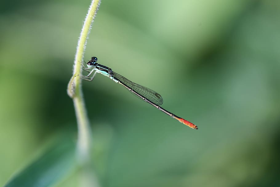 dragonfly, macro, insect, animal, wildlife, outdoor, fauna HD wallpaper