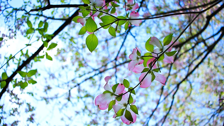 shallow focus photography of pink flowers during daytime, tree HD wallpaper