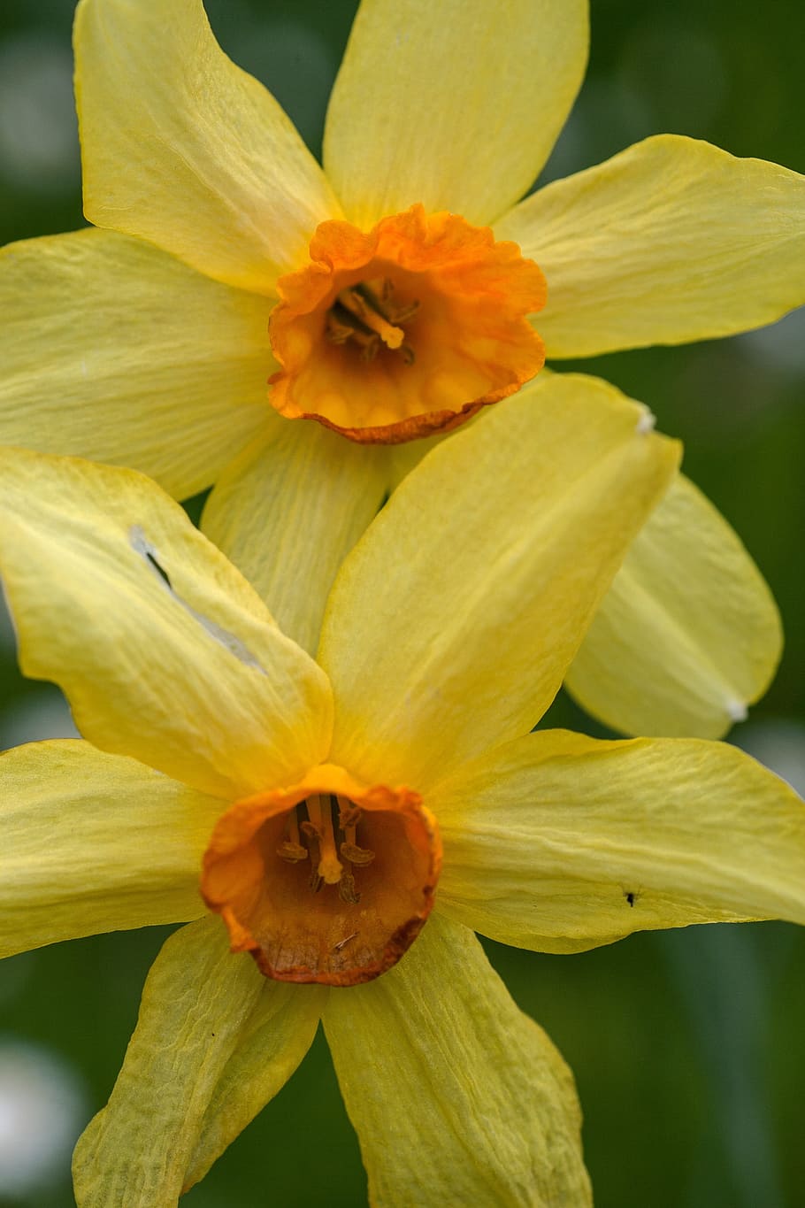 Flower, Macro, Daffodils, Orange, yellow, nature, plant, petal HD wallpaper