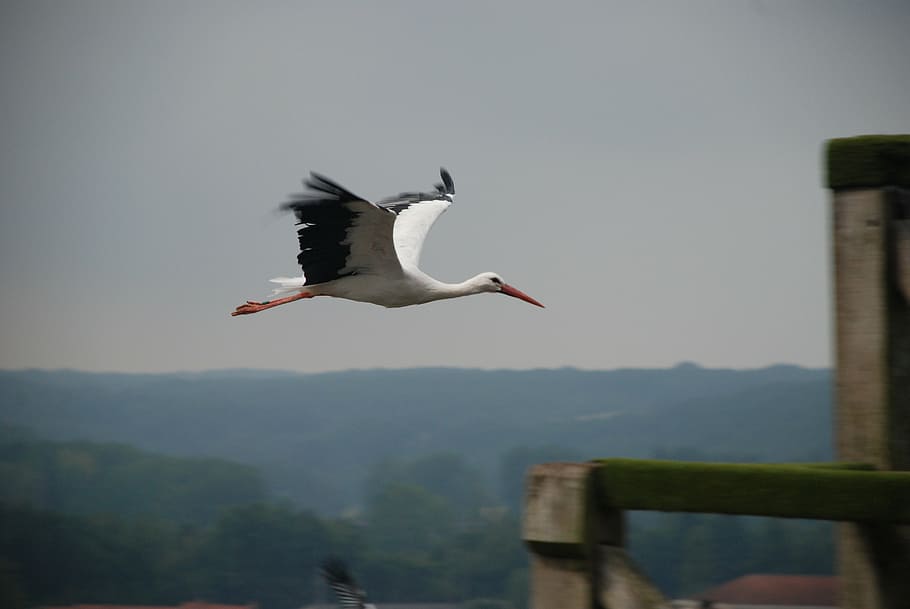 stork, bird flight, glide, float, fly, wings, nature, animal HD wallpaper