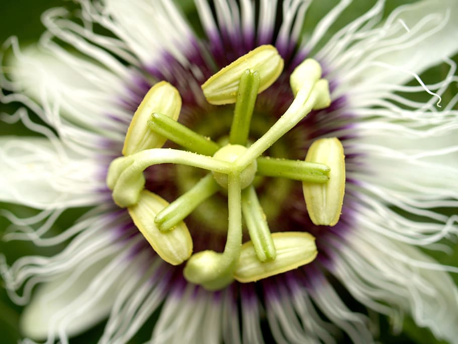 Passion, Flower, Fruit, Tropical, green, petal, leaf, head HD wallpaper