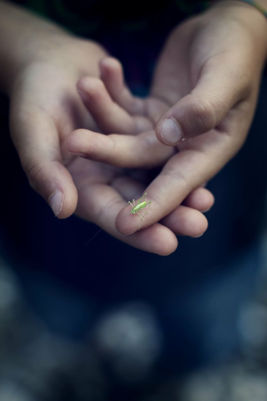 green insect on person's hand, grasshopper, close, animal, child HD wallpaper