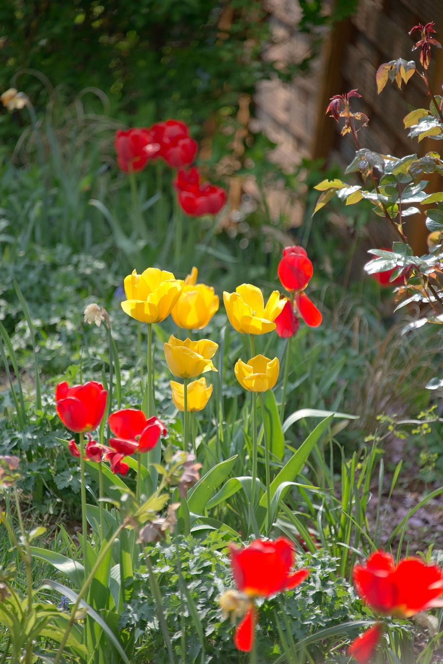 tulips, meadow, bed, spring, flowers, nature, garden, red, bloom HD wallpaper