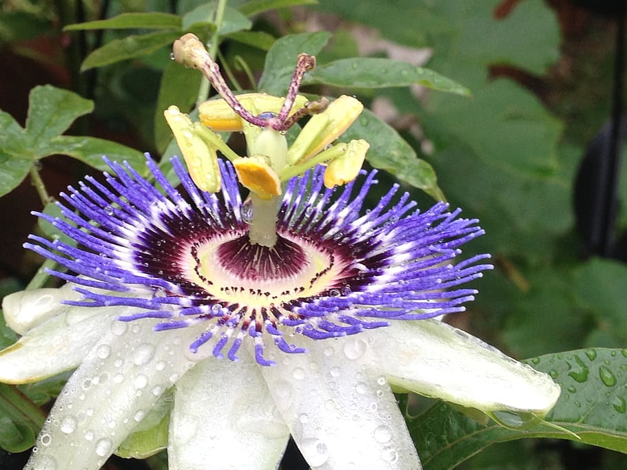 passion flower, close up, bloom, spring, flowering plant, vulnerability HD wallpaper