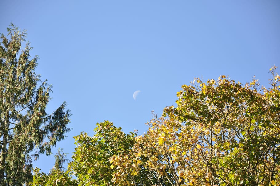 Moon, Tree, Sky, clear sky, nature, growth, low angle view HD wallpaper