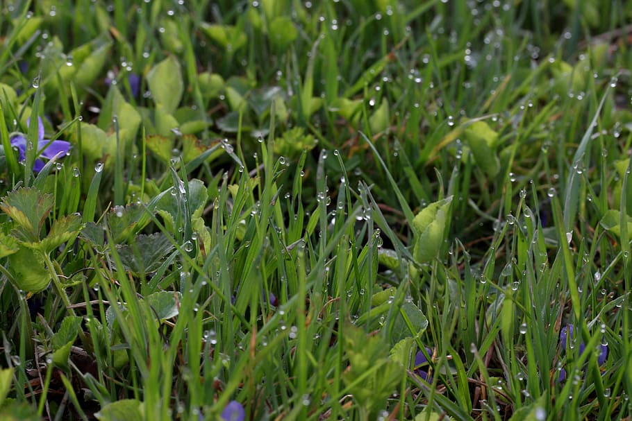 micsunele, blue, dew, grass, morning, green, supplies, nature HD wallpaper