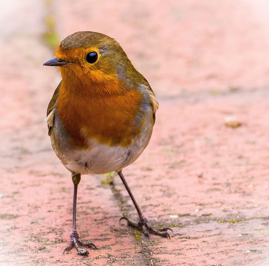 brown and orange bird standing on concrete floor, robin, redbreast HD wallpaper