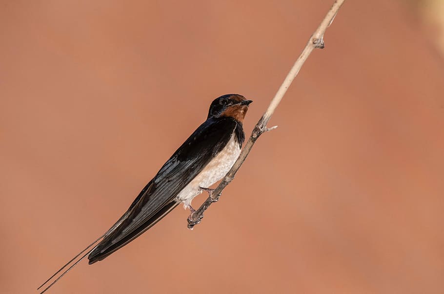 swallow, nature, summer, animal, animal themes, vertebrate HD wallpaper
