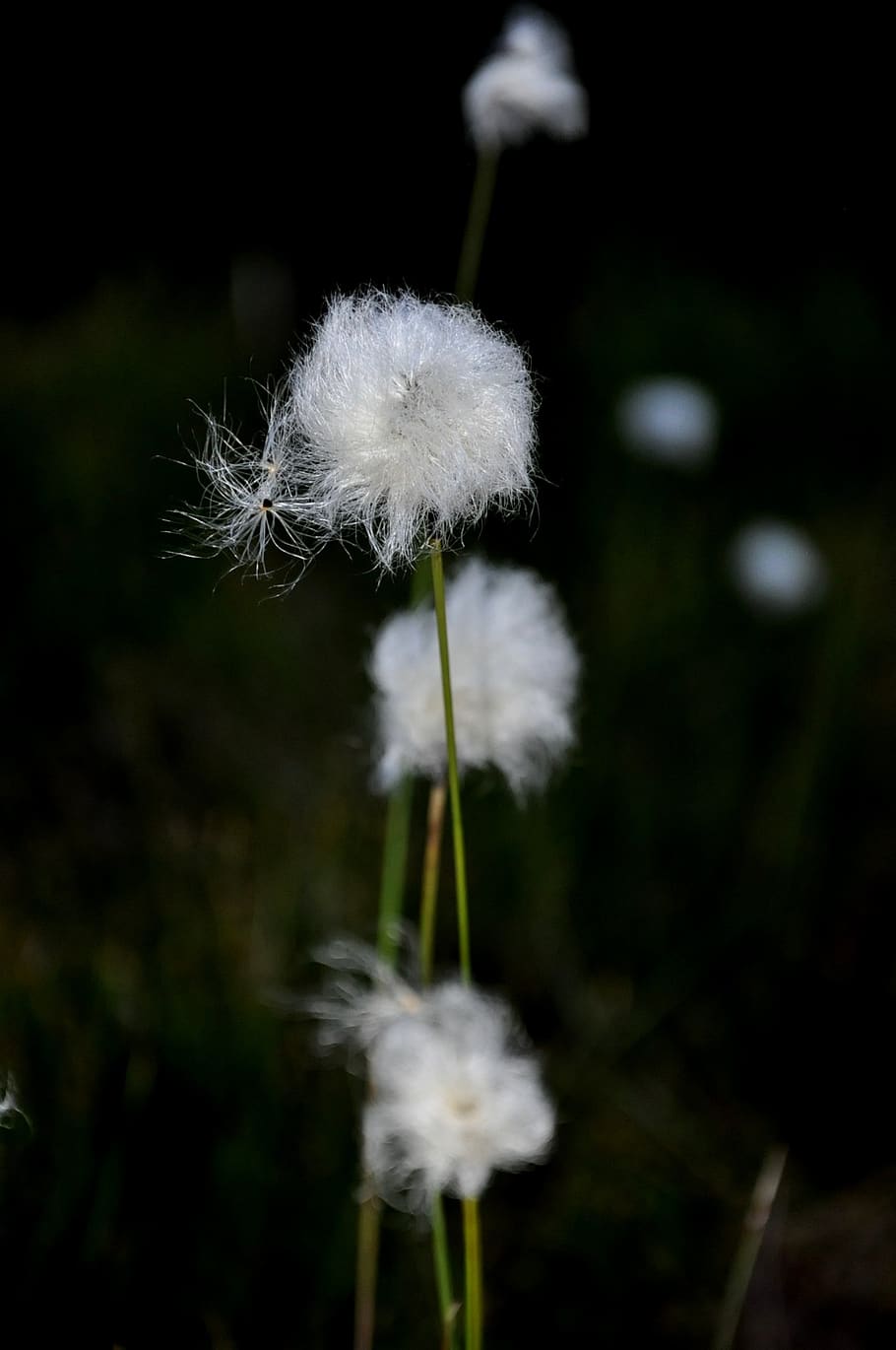 vosges, cotton grass, bog, fragility, vulnerability, white color HD wallpaper