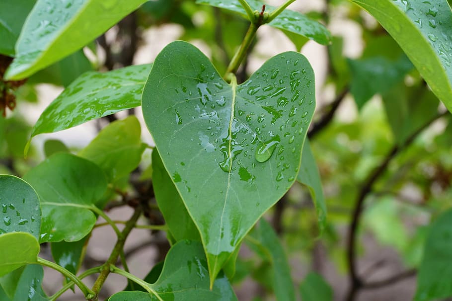 green leafed plant, rain, closeup, wet, tree, condensation HD wallpaper