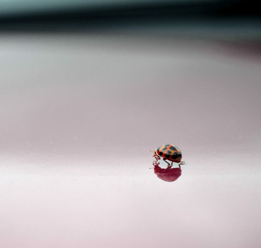 selective focus photography of orange and black bug, black and orange ladybug HD wallpaper