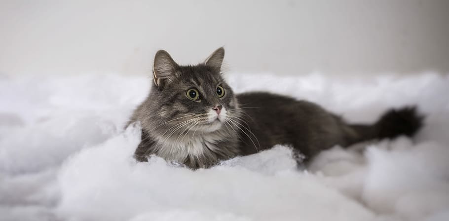 photo of short-haired black cat on foam, gray fur cat on white cotton HD wallpaper