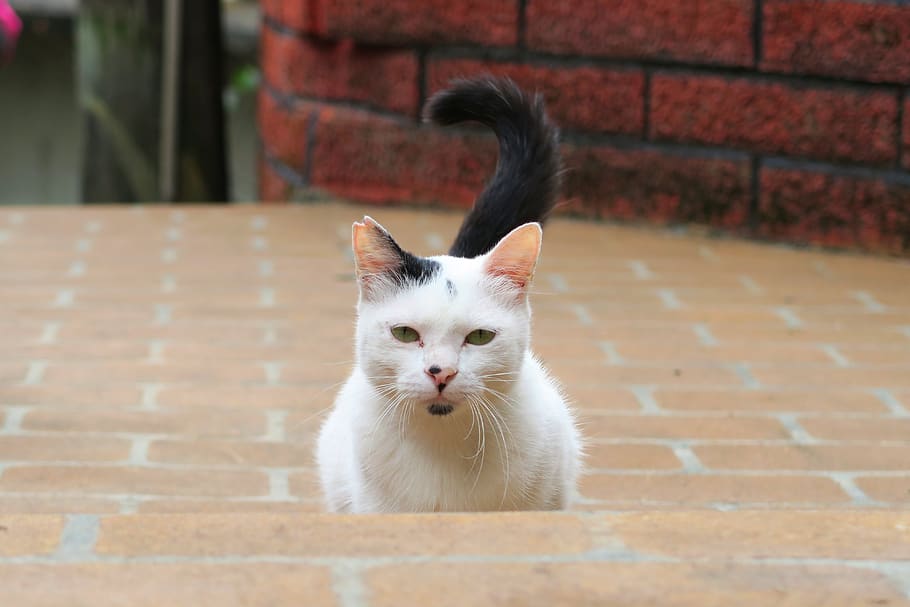 cat, animal, standing, mammal, domestic, pets, domestic animals HD wallpaper