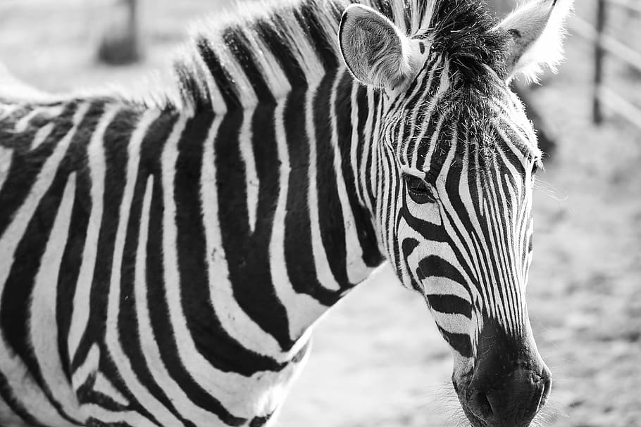Zebra Black&White Portrait, animals, bw, exotic, safari, zoo