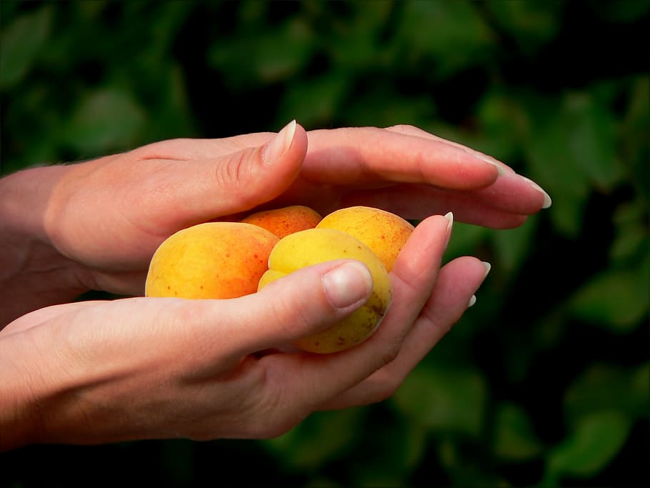 hand, fruit, peaches, gift, human hand, food and drink, healthy eating HD wallpaper