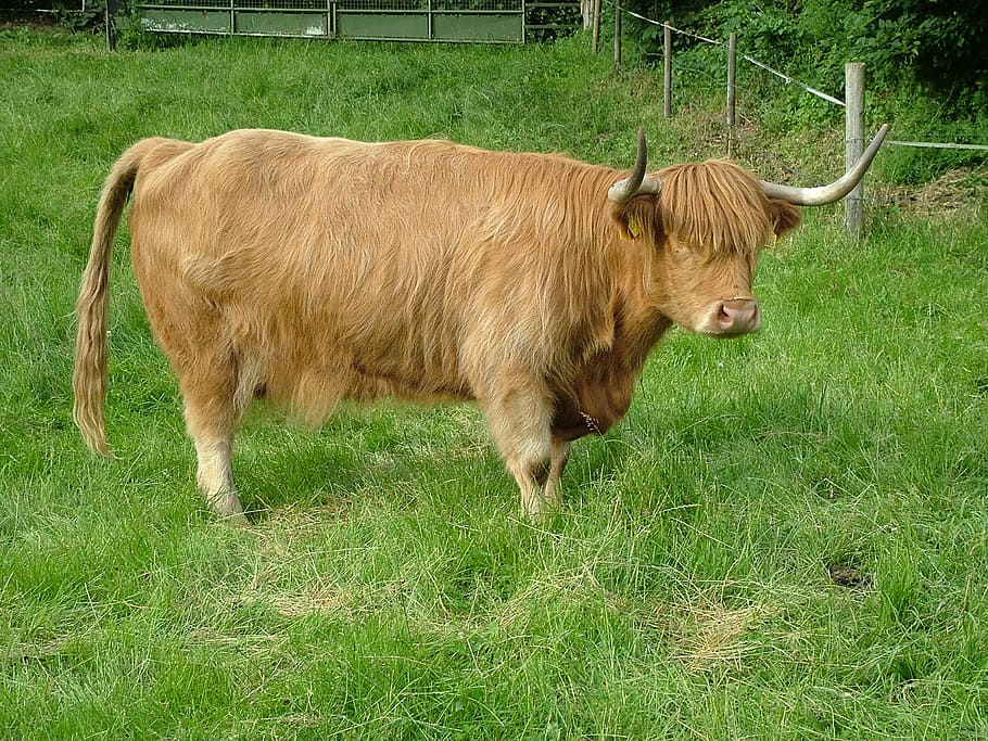 highlands, beef, cattle, cow, animals, farm, grass, mammal HD wallpaper