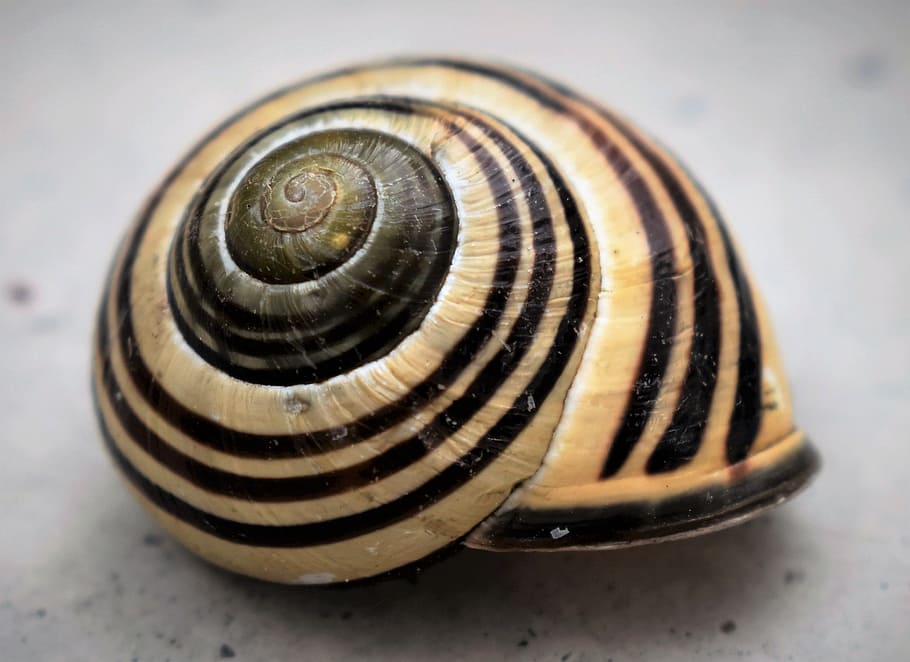 Shell, Animal, Nature, Snail, Spiral, animal Shell, mollusk HD wallpaper