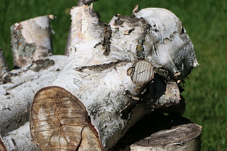 birch, log, wood, timber, wood - material, focus on foreground HD wallpaper