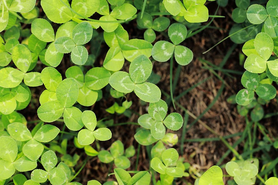 clover, green, overlook, plant part, leaf, green color, growth HD wallpaper