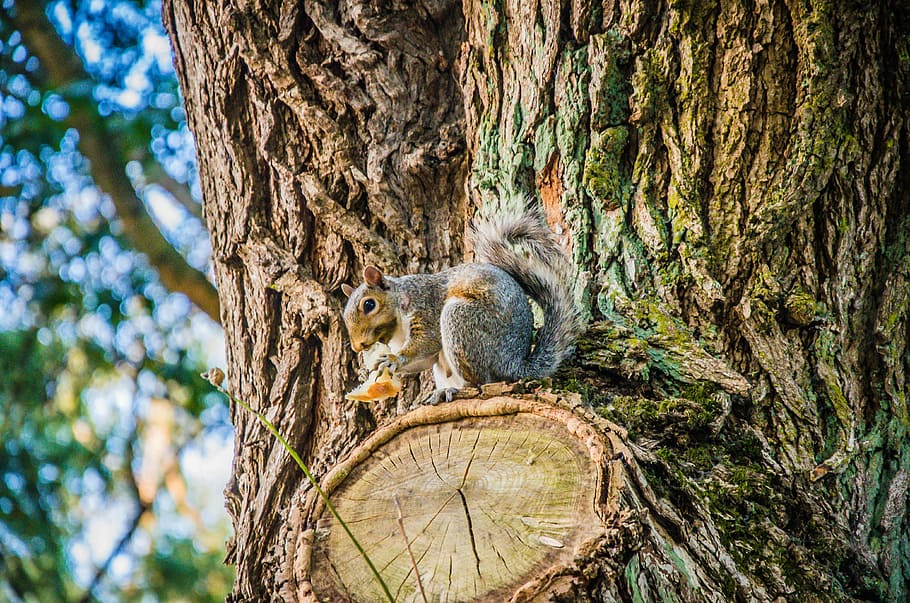 brown rodent on tree trunk, squirrel on branch of tree, bark HD wallpaper