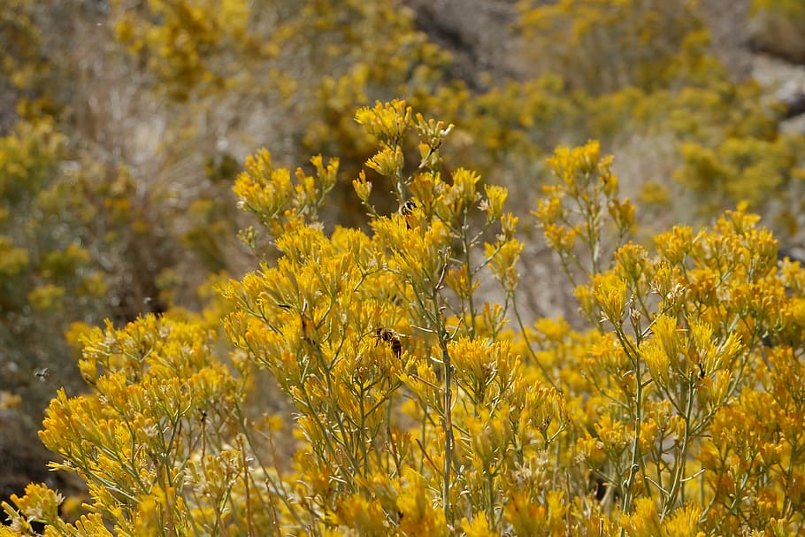 bees, bush, shrub, flower, insect, animal, honey, yellow, flora HD wallpaper