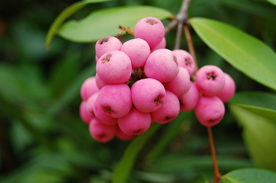 fruit, nature, berries, pink, berry, blossom, branch, outdoors HD wallpaper