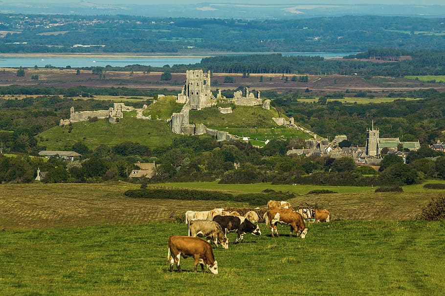 white and brown cattles eating grass, corfe castle, monument, HD wallpaper