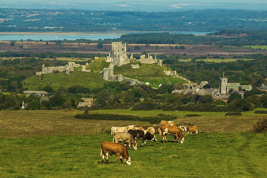 white and brown cattles eating grass, corfe castle, monument HD wallpaper