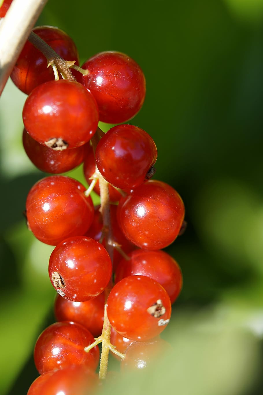 Currants, Berries, Panicle, Ripe, red, fruit, red currant, soft fruit HD wallpaper
