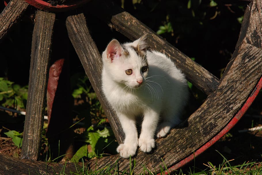 photo of cat on brown horse carriage wheel during daytime, kitten HD wallpaper