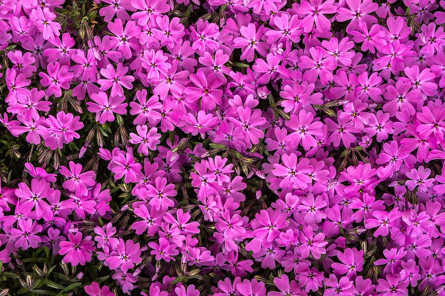 purple flowers, flower grass, pink, behold, spring flowers, nature, HD wallpaper