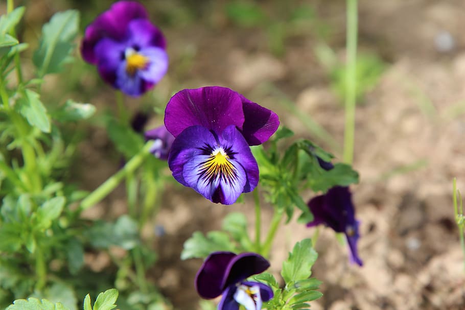 thinking, mini thoughts, thoughts purple, flowers, flowering plant HD wallpaper