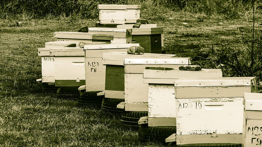 hive, beehive, apiculture, beekeeping, apiary, agriculture HD wallpaper