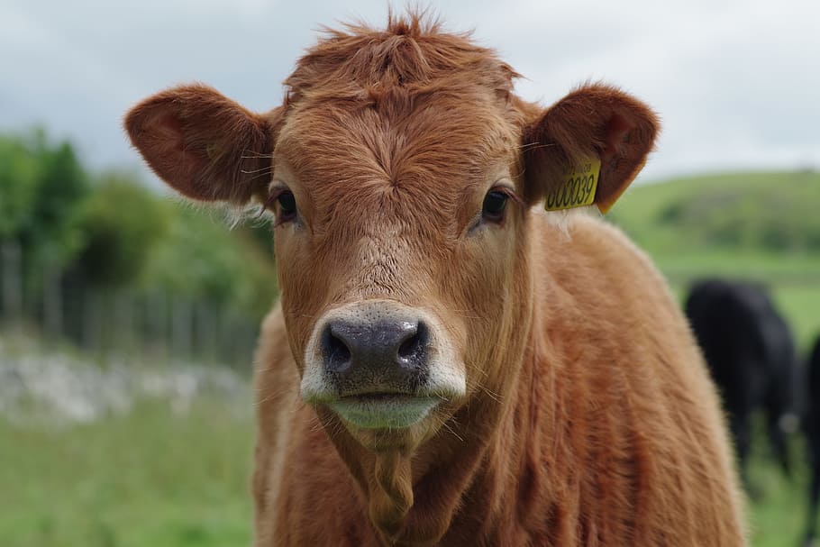 brown cattle in selective focus photography, cow, steer, farm